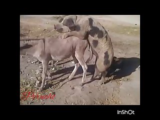 32.pig Fucking Donkey