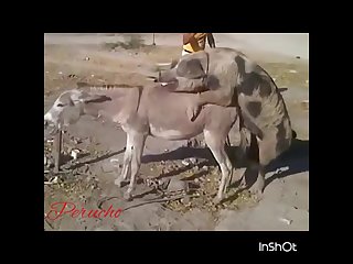 32.pig Fucking Donkey