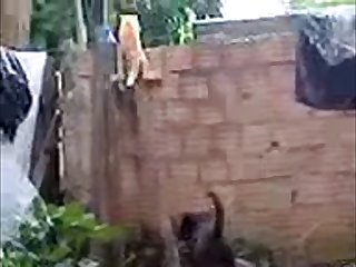 30.dog Fucking Cat