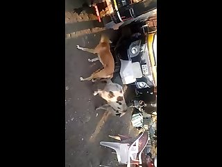 21.dog Knotted To Pig