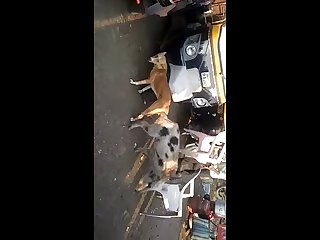 21.dog Knotted To Pig
