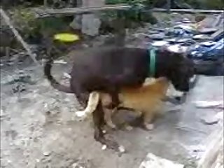30.dog Fucking Cat