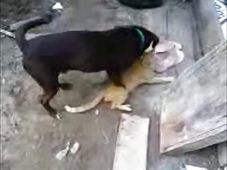 30.dog Fucking Cat