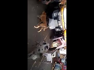 21.dog Knotted To Pig