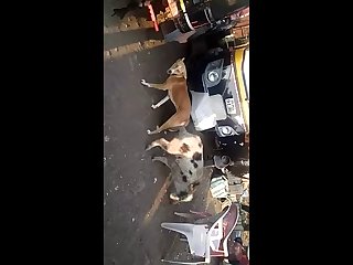 21.dog Knotted To Pig