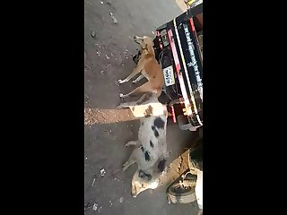 21.dog Knotted To Pig