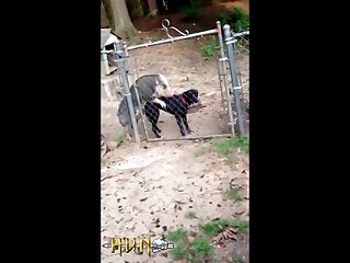 1.pig On Dog