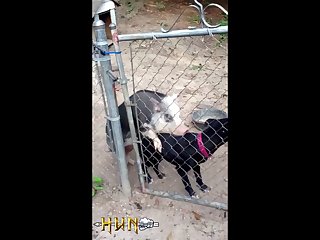 1.pig On Dog