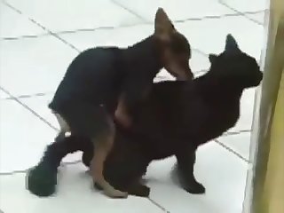 19.dog Fucking Cat