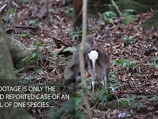 22.monkey Fucking Deer