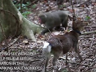 22.monkey Fucking Deer