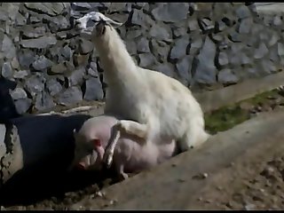 10.lama Fucking Goat