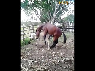 37.horse Fucking Donkey