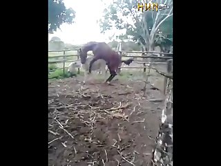 37.horse Fucking Donkey