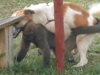 9.dog Fucking Monkey