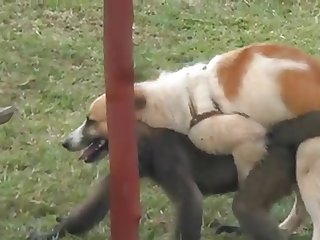 9.dog Fucking Monkey
