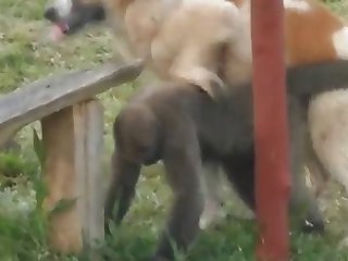 9.dog Fucking Monkey