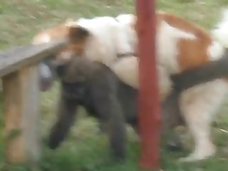 9.dog Fucking Monkey