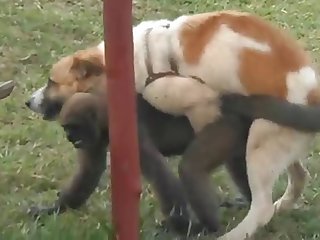 9.dog Fucking Monkey
