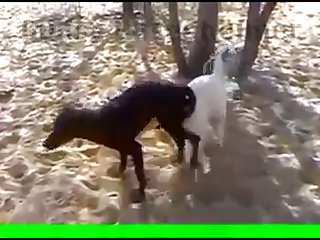 29.dog Knotted To Goat