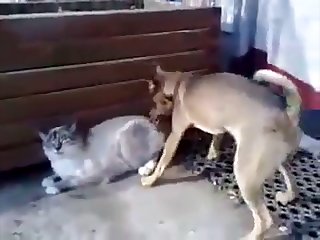 17.dog Fucking Cat