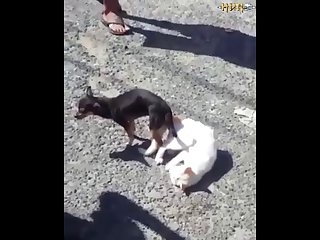 2.dog And Cat Knotted