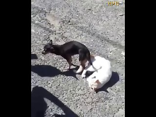 2.dog And Cat Knotted