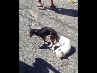 2.dog And Cat Knotted