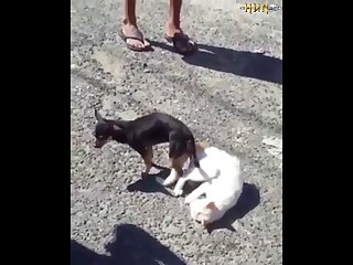 2.dog And Cat Knotted