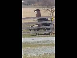 14.lama Fucking Goat