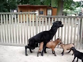 16.lama Fucking Goat