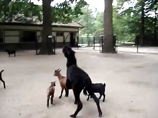 16.lama Fucking Goat