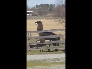 14.lama Fucking Goat