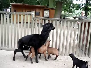 16.lama Fucking Goat