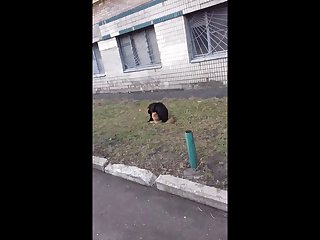 8.dog Fucking Cat
