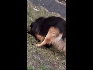8.dog Fucking Cat