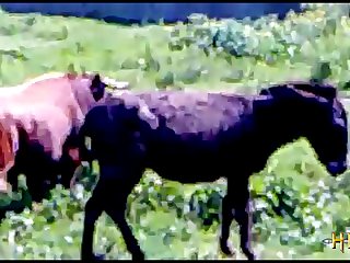 38.bull Fucking Horse