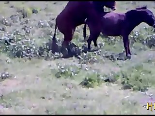 38.bull Fucking Horse
