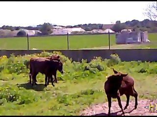 38.bull Fucking Horse