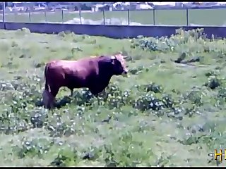 38.bull Fucking Horse