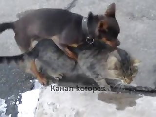 36.dog Fucking Cat