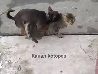36.dog Fucking Cat