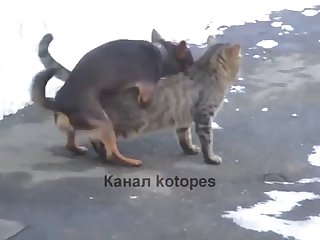 36.dog Fucking Cat