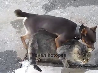 36.dog Fucking Cat