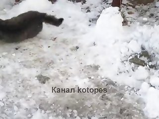 36.dog Fucking Cat