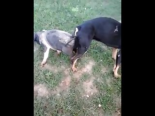 18.dog Knotted To Pig