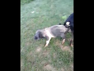 18.dog Knotted To Pig