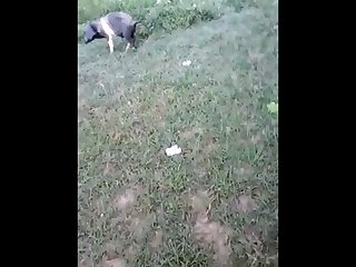 18.dog Knotted To Pig