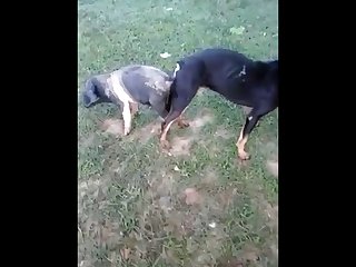 18.dog Knotted To Pig