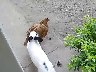 35.rabbit Fucking Chicken